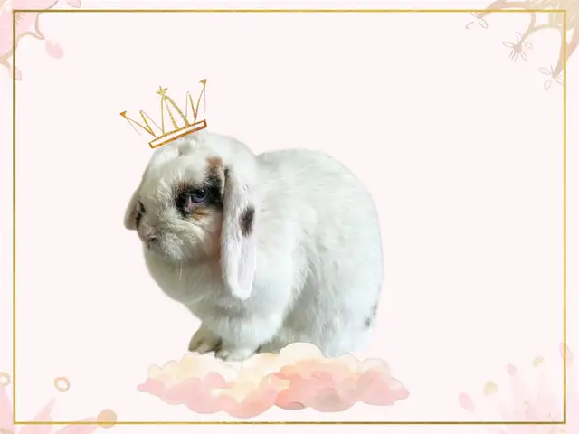 Meet Tinsley! - Photo 6