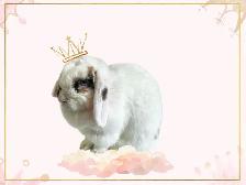 Meet Tinsley! - Photo 6