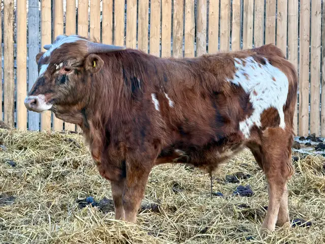 Longhorn Bulls - Photo 2