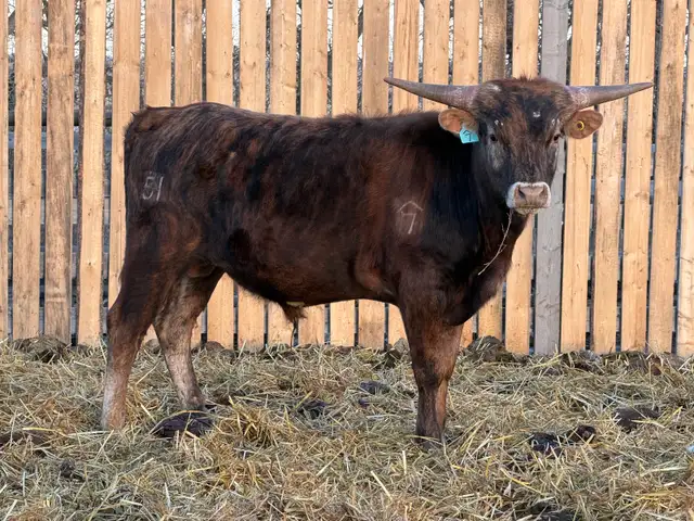 Longhorn Bulls - Photo 3