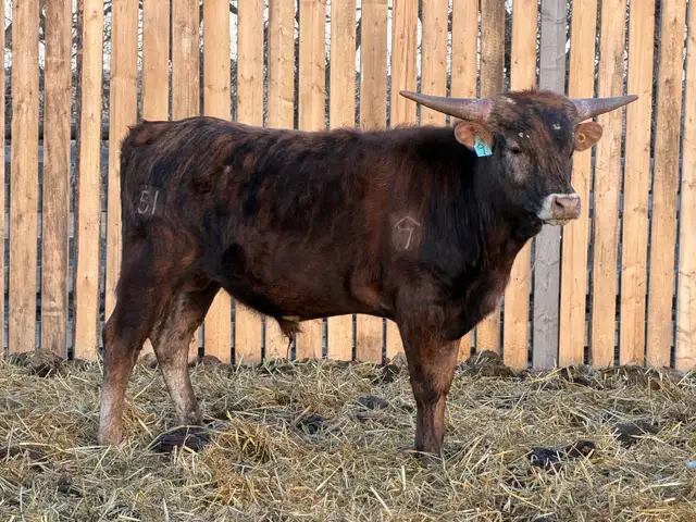 Longhorn Bulls - Photo 4