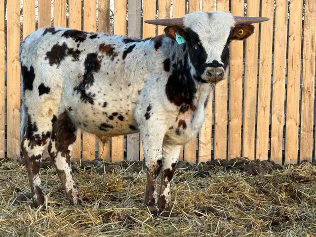 Longhorn Bulls - Photo 5