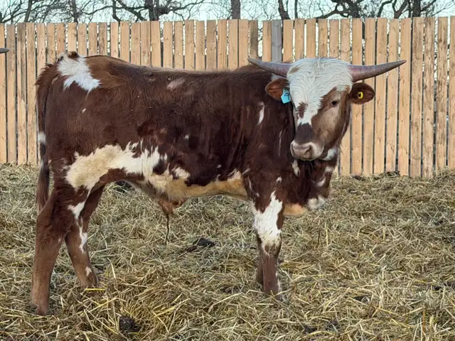 Longhorn Bulls - Photo 6