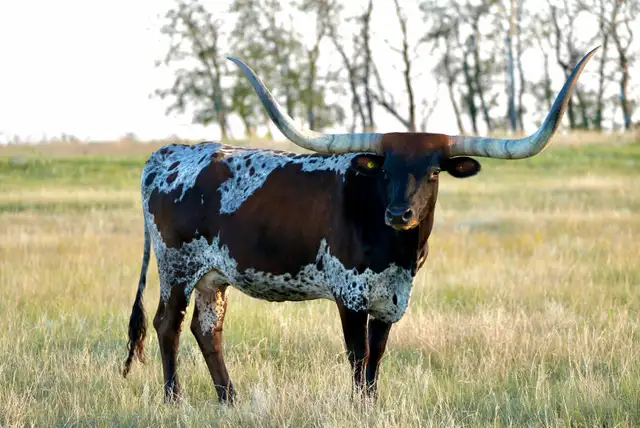 Longhorn Bulls - Photo 7