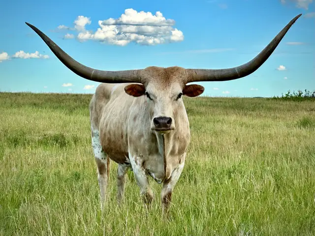 Longhorn Bulls - Photo 8