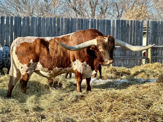 Longhorn Bulls - Photo 9