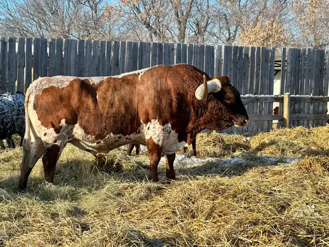 Longhorn Bulls - Photo 10