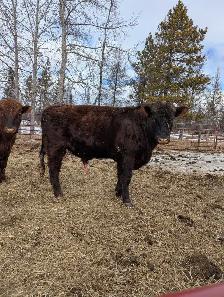 Angus bulls ~ 2 available