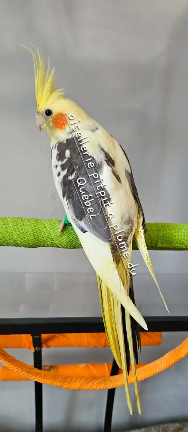 Bébé cockatiel