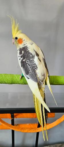 Bébé cockatiel