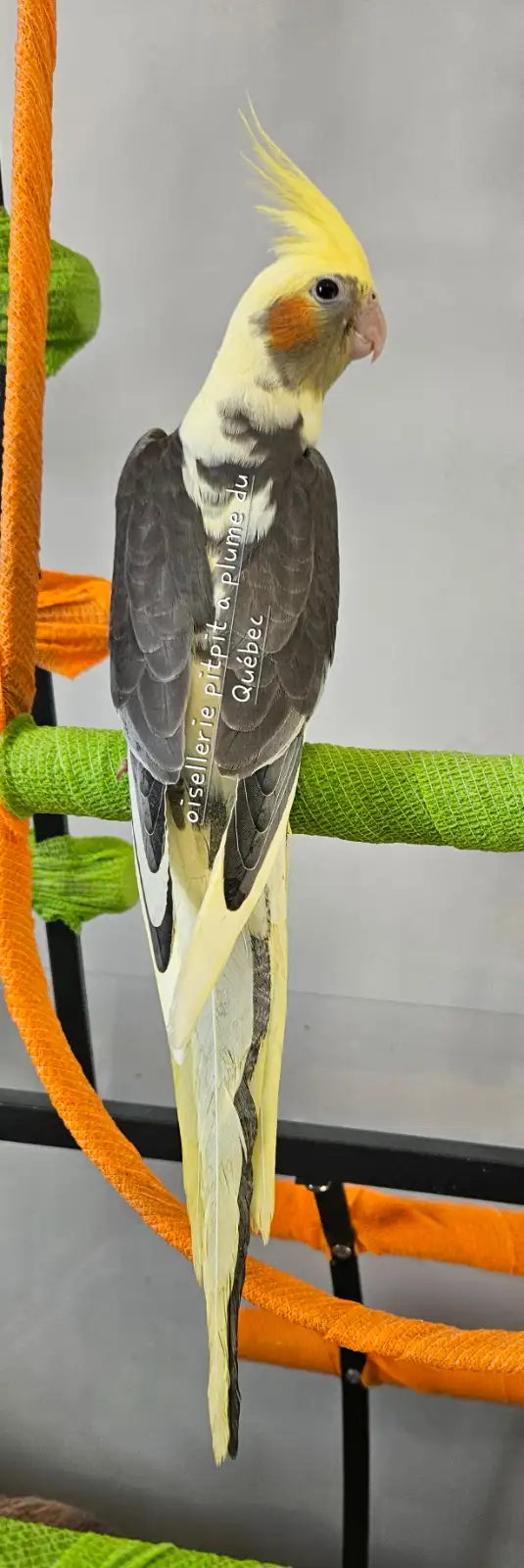 Bébé cockatiel - Photo 4