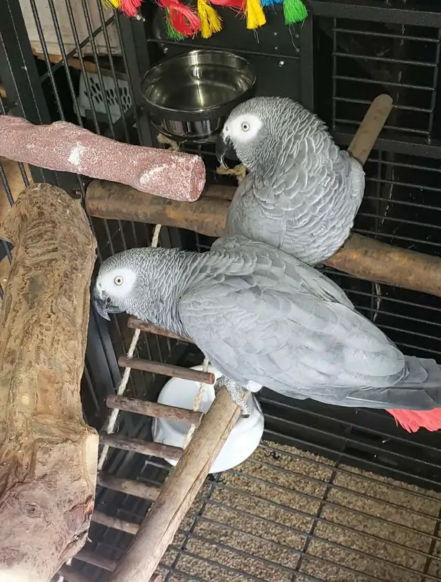 Lost Congo African Grey Parrot