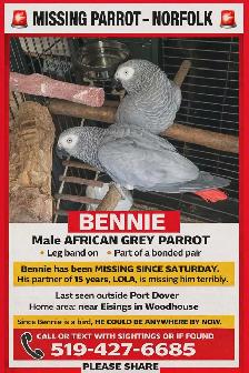 Lost Congo African Grey Parrot - Photo 2