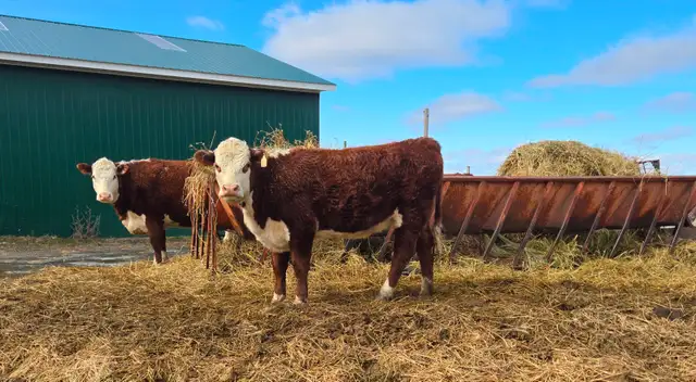 Hereford heifers - cows - Registered