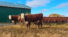 Hereford heifers - cows - Registered