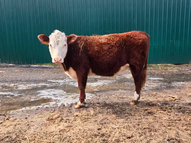 Hereford heifers - cows - Registered - Photo 2