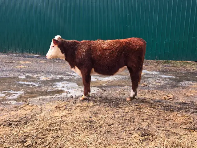 Hereford heifers - cows - Registered - Photo 3