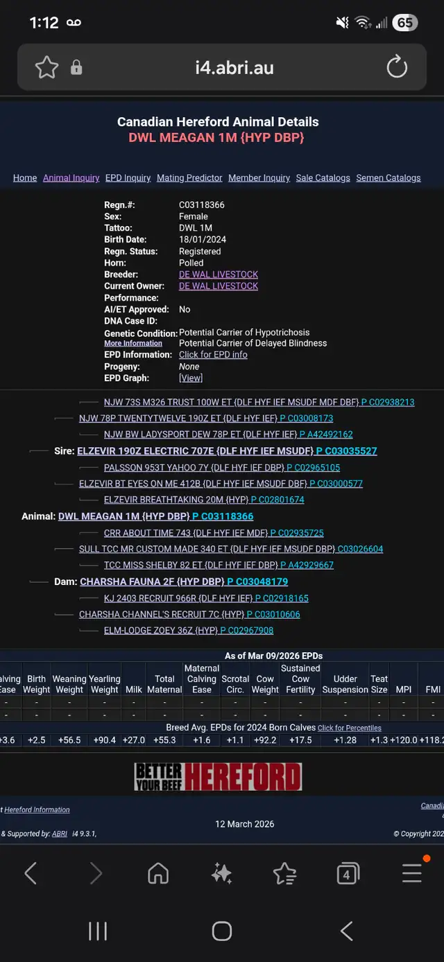 Hereford heifers - cows - Registered - Photo 4