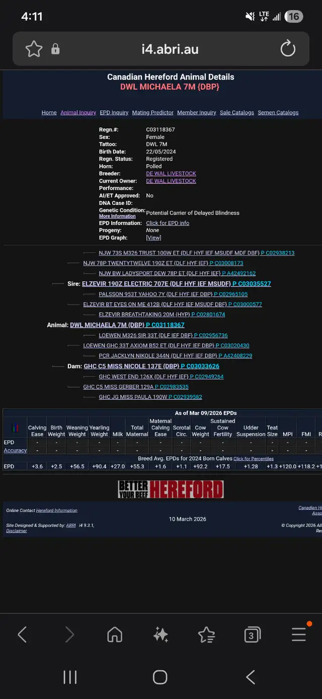 Hereford heifers - cows - Registered - Photo 5