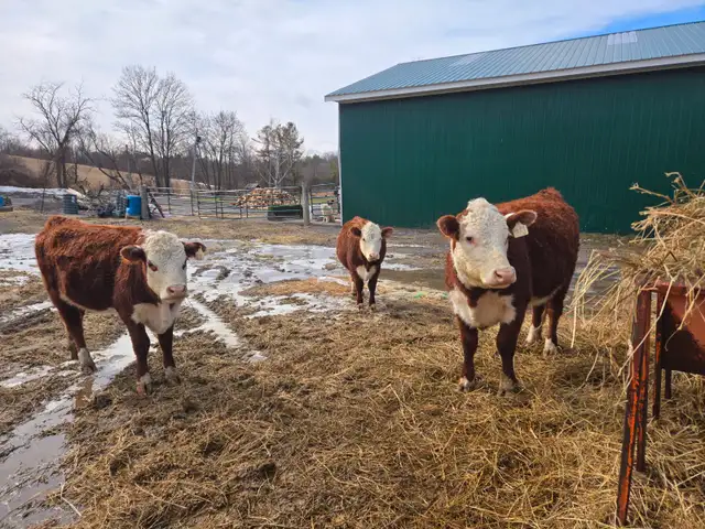 Hereford heifers - cows - Registered - Photo 6