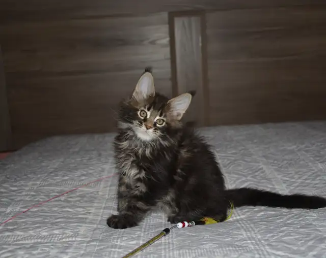 MAINE COON KITTENS, PUREBRED, POLYDACTYL