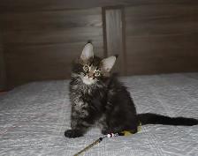MAINE COON KITTENS, PUREBRED, POLYDACTYL