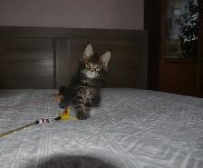 MAINE COON KITTENS, PUREBRED, POLYDACTYL - Photo 3