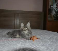 MAINE COON KITTENS, PUREBRED, POLYDACTYL - Photo 4