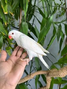 Indian ringneck babies (Albino/White)