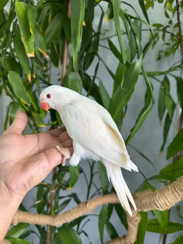 Indian ringneck babies (Albino/White) - Photo 2