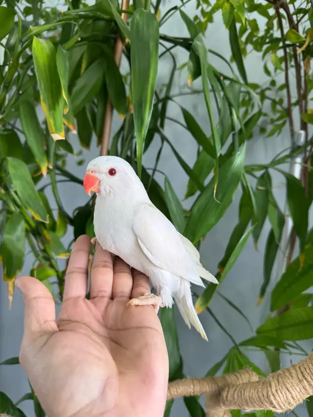 Indian ringneck babies (Albino/White) - Photo 3
