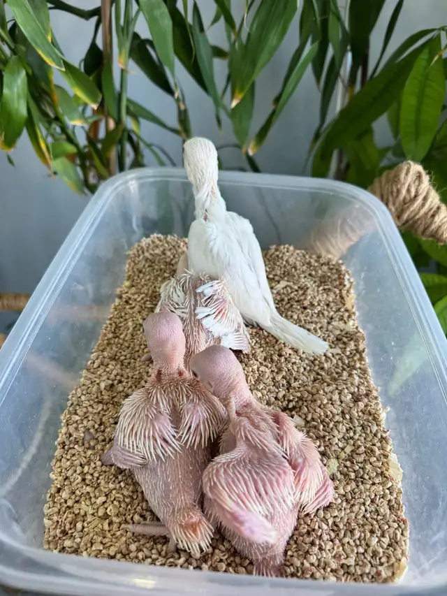 Indian ringneck babies (Albino/White) - Photo 5