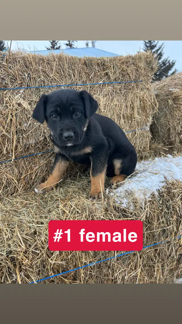 Puppies for sale