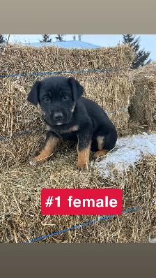 Puppies for sale