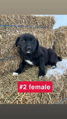 Puppies for sale - Photo 2
