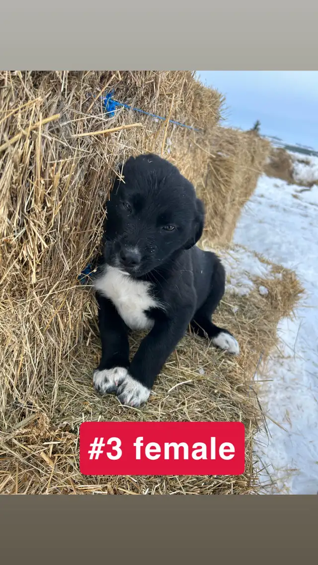 Puppies for sale - Photo 3