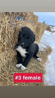 Puppies for sale - Photo 3