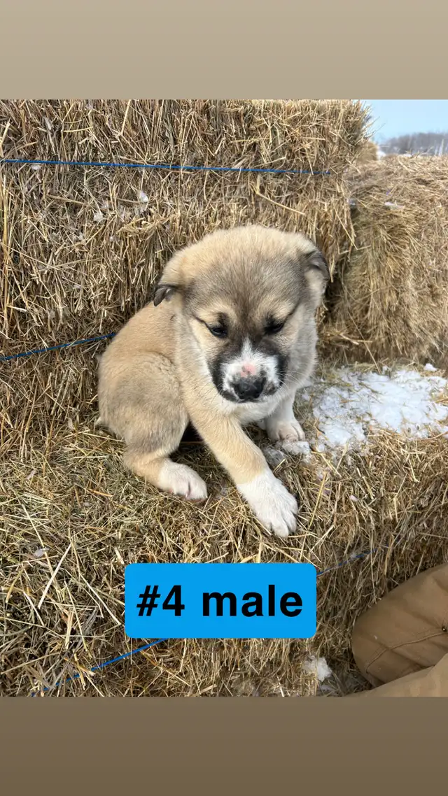 Puppies for sale - Photo 4