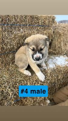 Puppies for sale - Photo 4