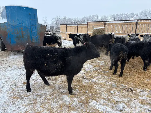 fresh beef liver and heart