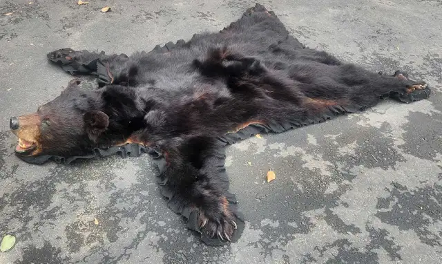black bear skin
