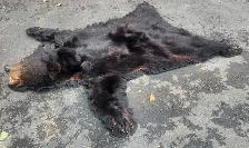 black bear skin