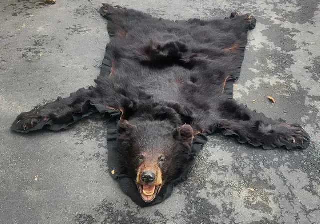 black bear skin - Photo 2