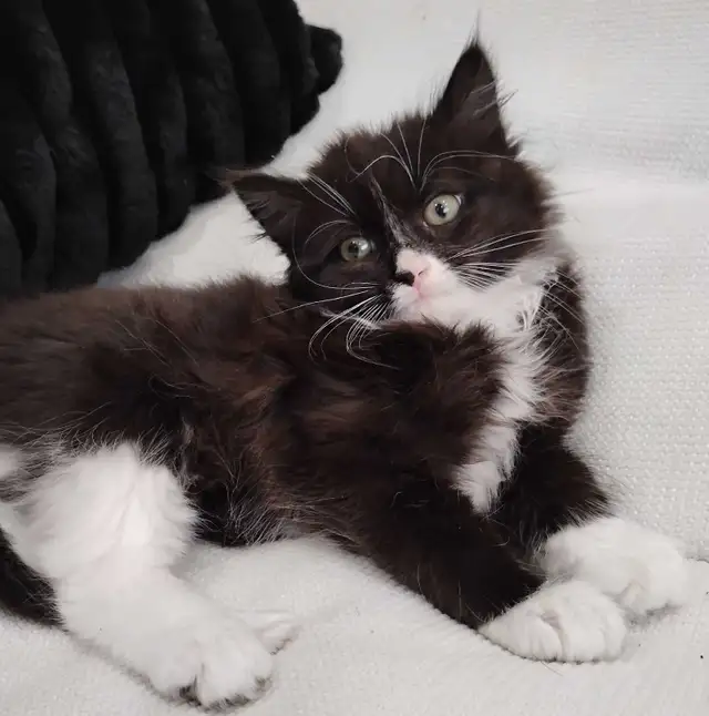 Chaton Sibérien hypoallergene - Photo 4