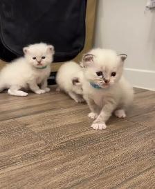 Ragdoll Kittens