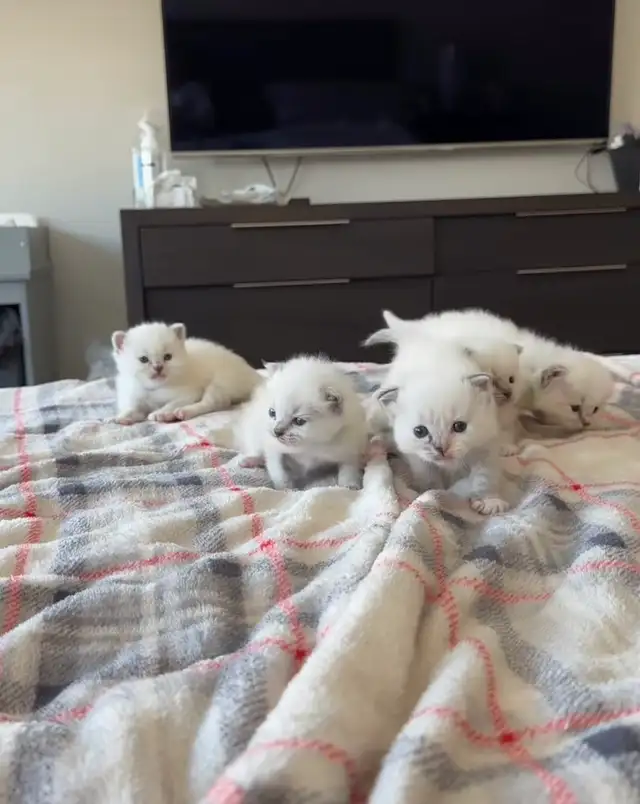 Ragdoll Kittens - Photo 2