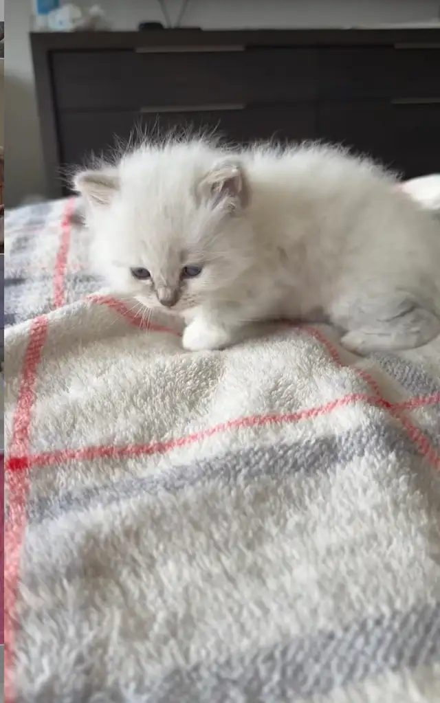 Ragdoll Kittens - Photo 3