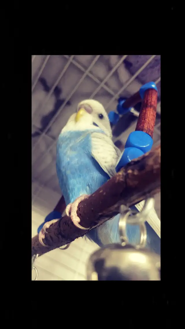 Blue/White Budgie