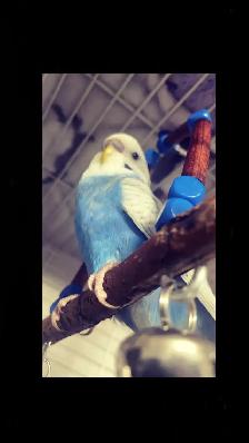 Blue/White Budgie