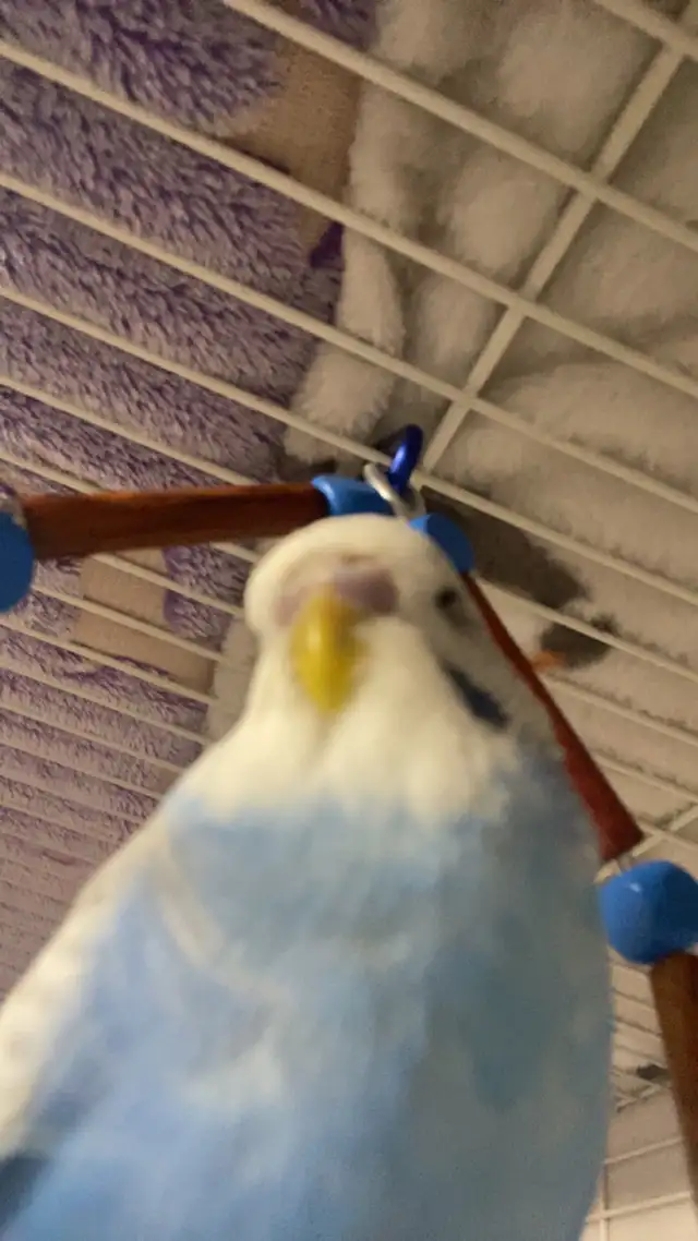 Blue/White Budgie - Photo 2